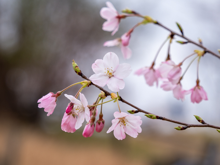 こども自然公園