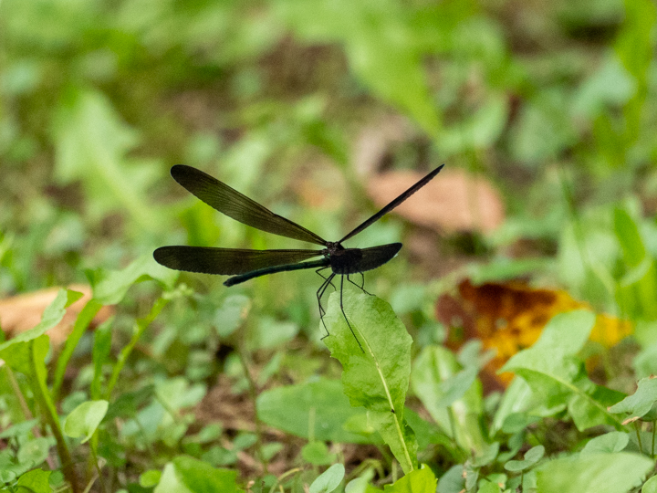 相模原公園せせらぎ園